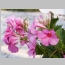 MANDEVILLA ALICE DU PONT 1 GAL.