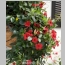 MANDEVILLA GARDEN CRIMSON UT