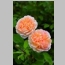 ROSE D.A. THE LADY GARDENER 3 GA