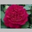 ROSE D.A. TESS OF THE D'URBERVIL