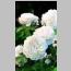 ROSE D.A. WINCHESTER CATHEDRAL 3