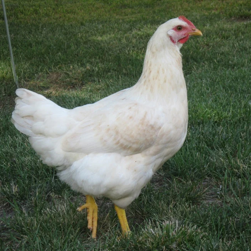 Amberlink Chick
