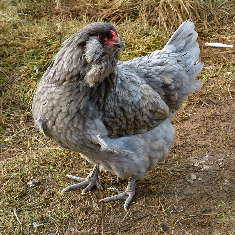 Ameraucana Chick