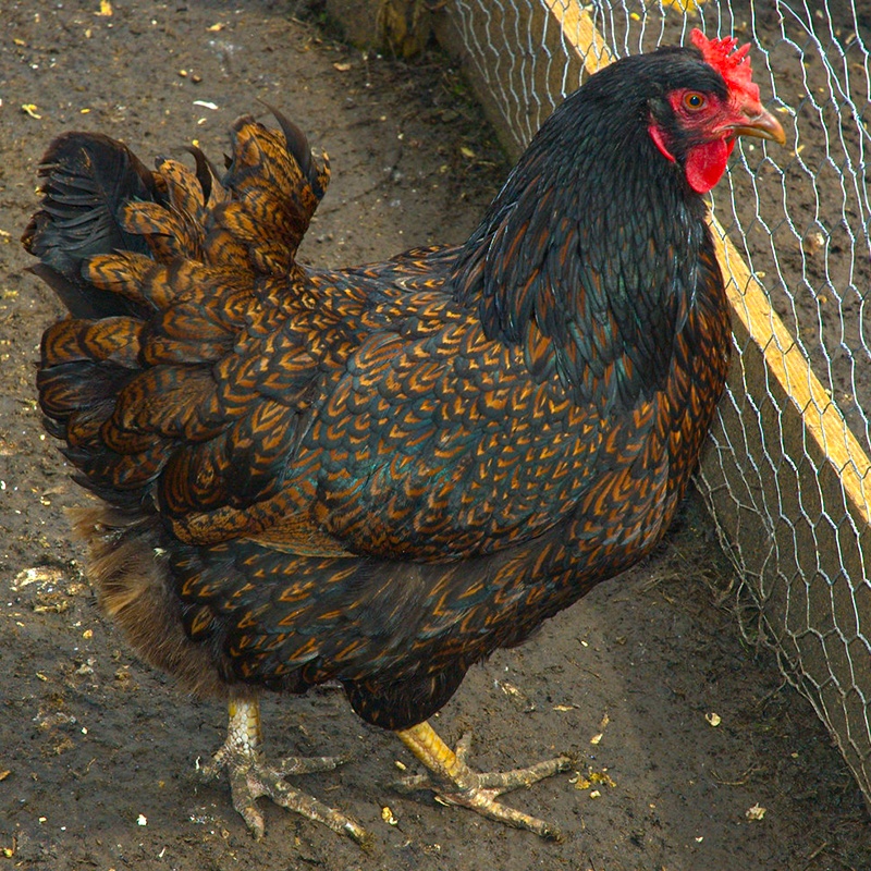 Barnevelder Chick