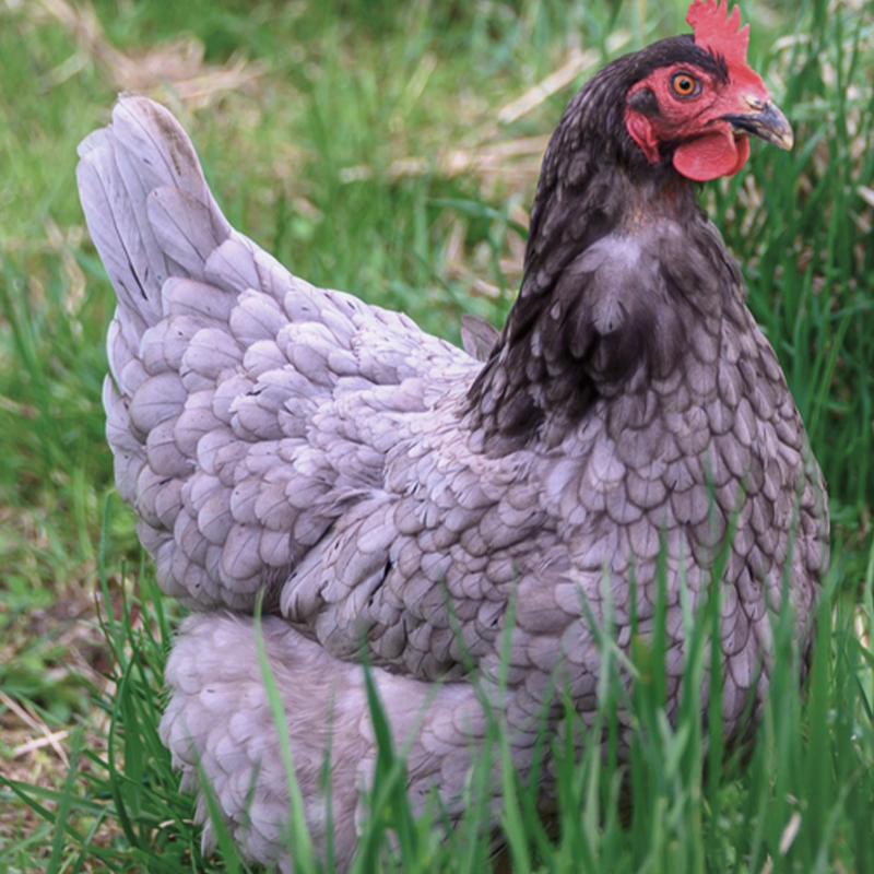 Blue Australorp Chick