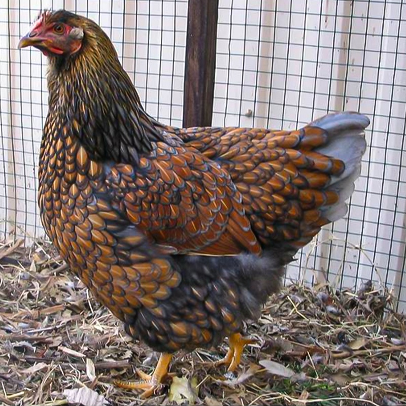 Blue Laced Gold Wyandotte Chick