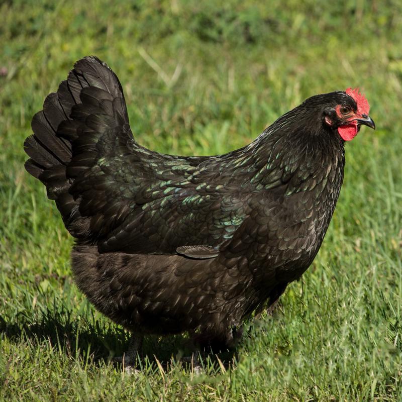 Black Australorp Chick