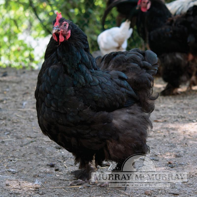 Black Cochin Chick