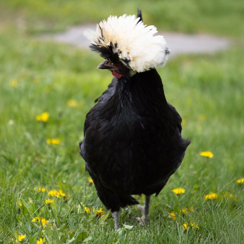 White Crested Black Polish Chick