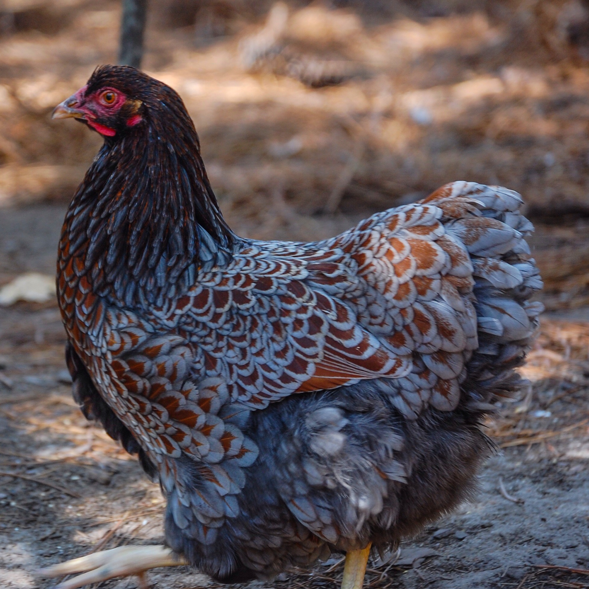 Blue Laced Red Wyandotte Chick