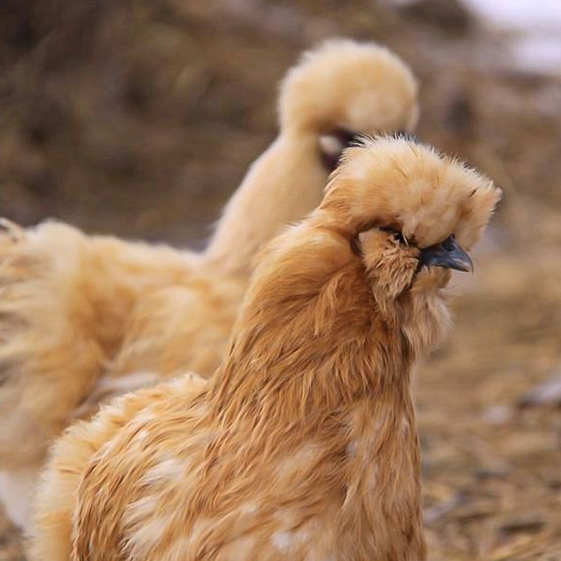 Bantam Buff Silkie Chick