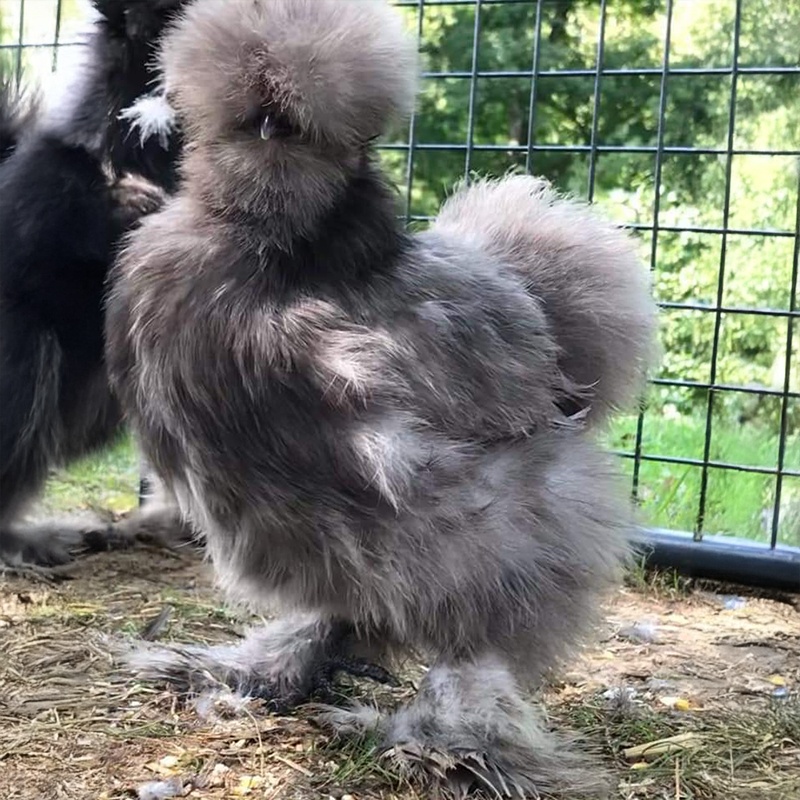 Bantam Blue Silkie Chick