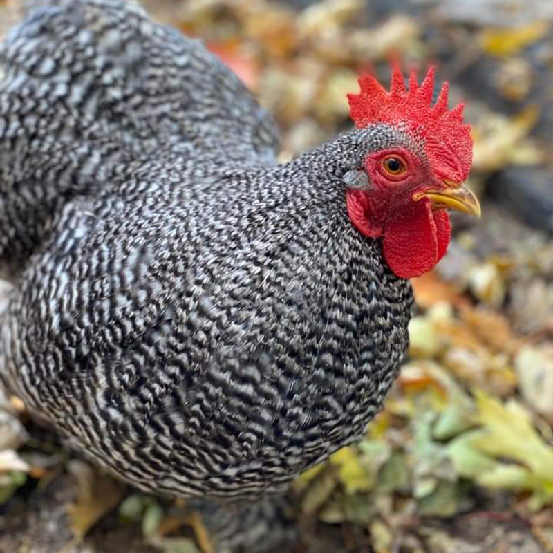 Bantam Barred Cochin Chick