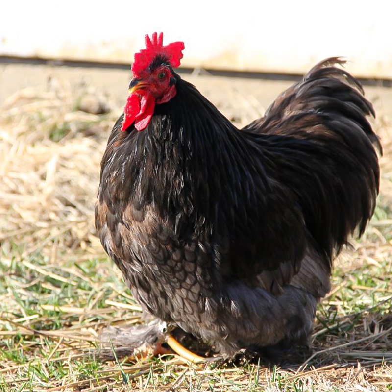 Bantam Blue Cochin Chick