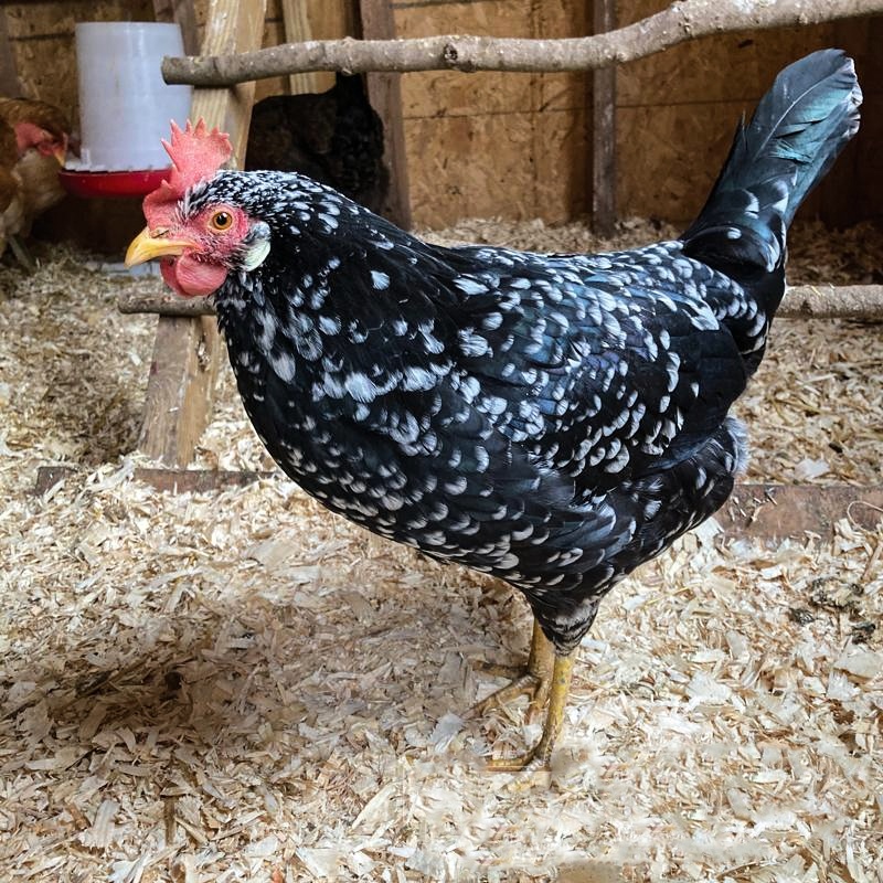 Buff Orpington Chick