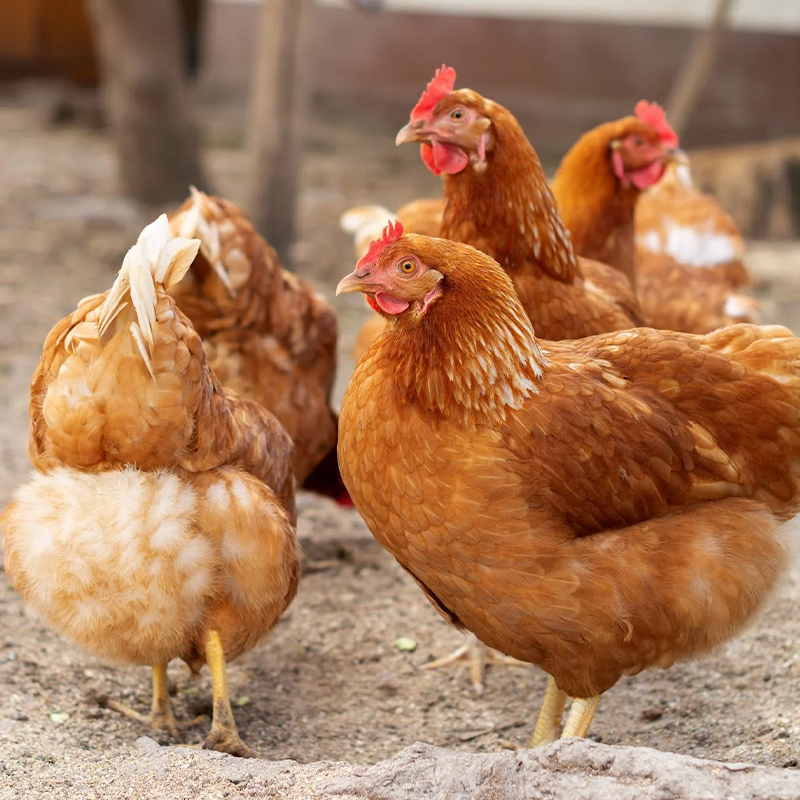 Cinnamon Crested Red Chick