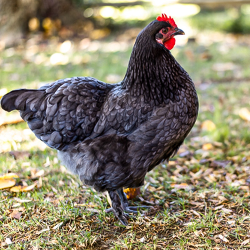 Blue Olive Egger Chick