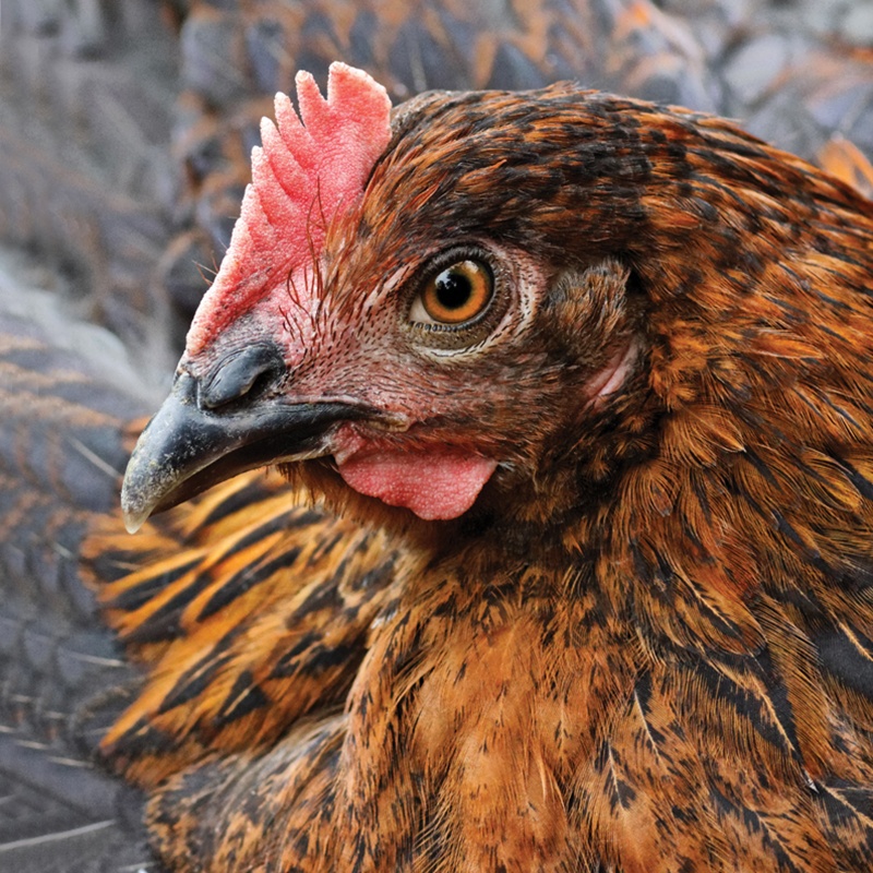 Black Copper Marans Chick