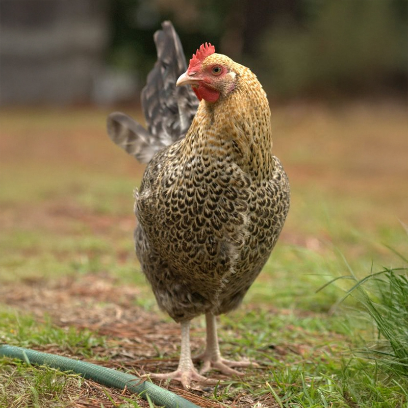Golden Cuckoo Maran Chick