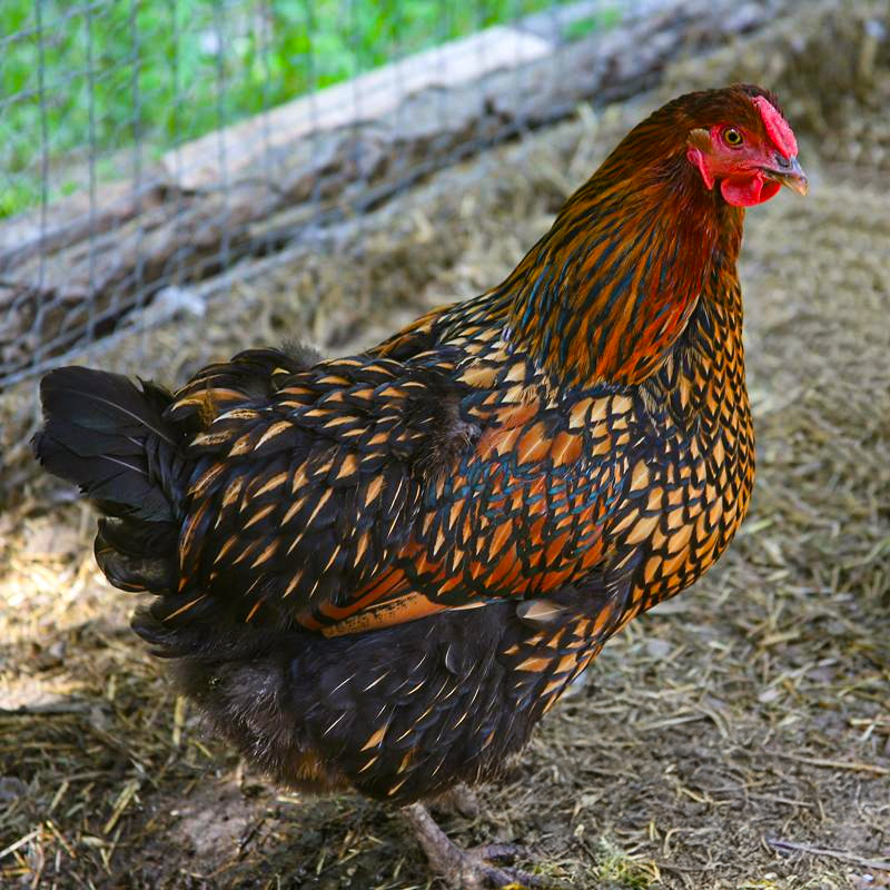 Gold Laced Wyandotte Chick
