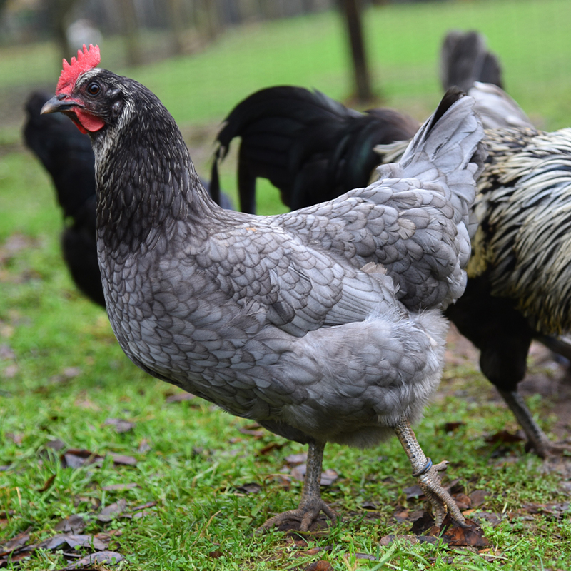 Isbar (Silverudd Blue) Chick