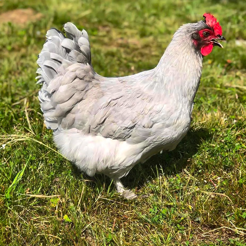 Lavender Maran Chick