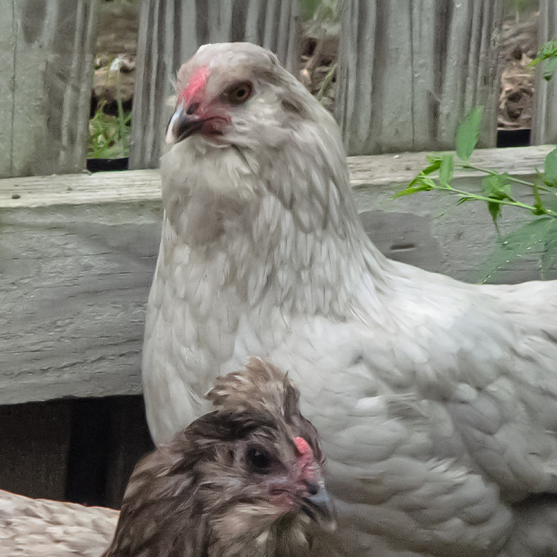 Lavender Olive Egger Chick