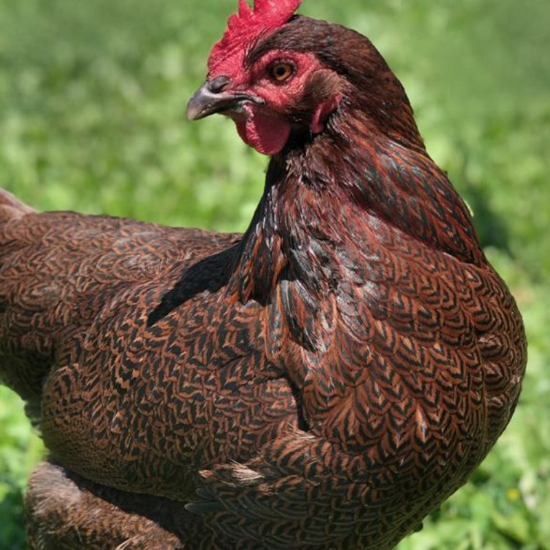 Partridge Rock Chick