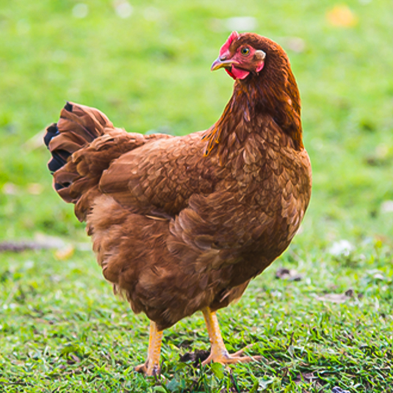 Production Red Chick