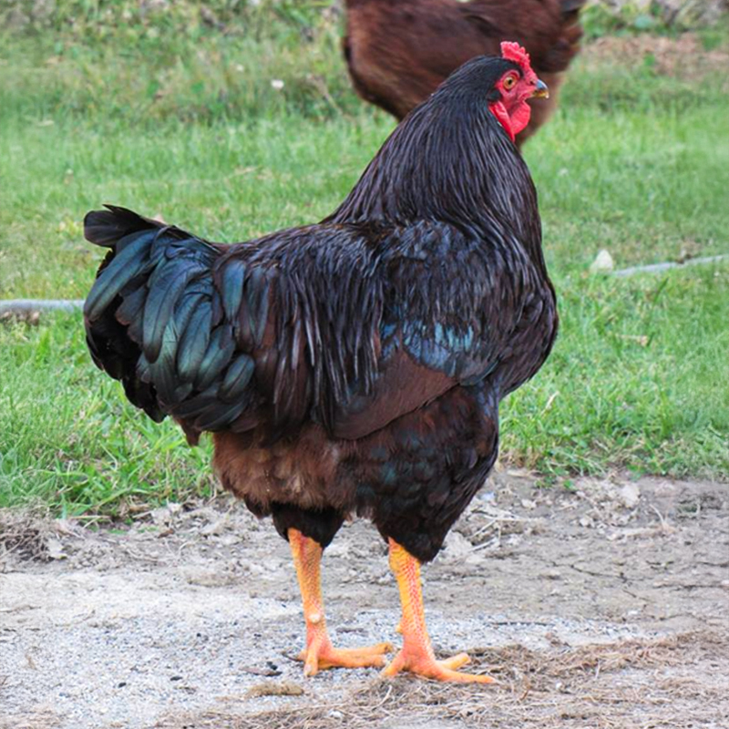 Rhode Island Red Chick