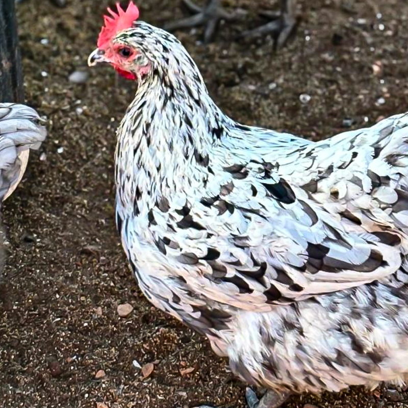 Splash Australorp Chick