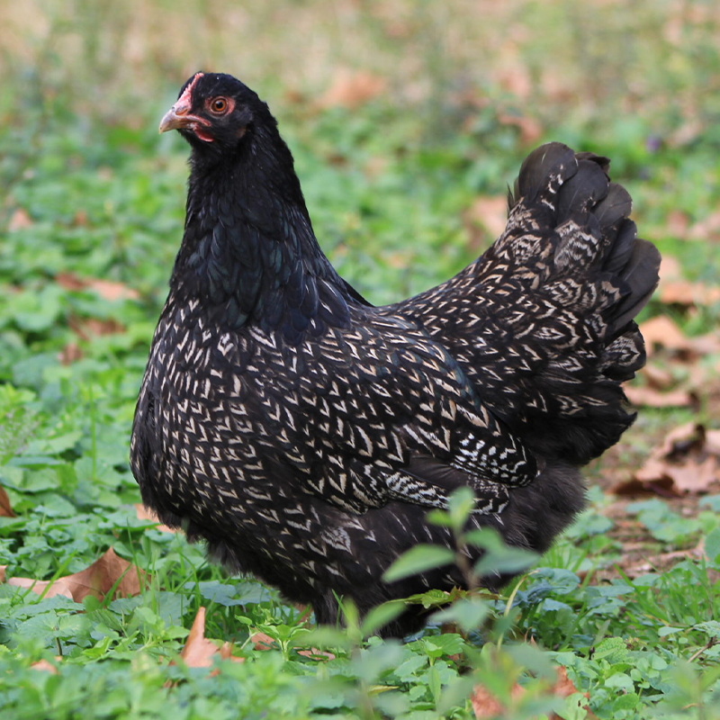Silver Laced Barnevelder Chick