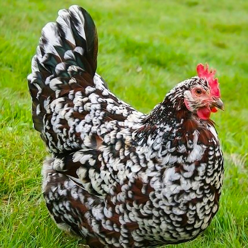 Speckled Sussex Chick