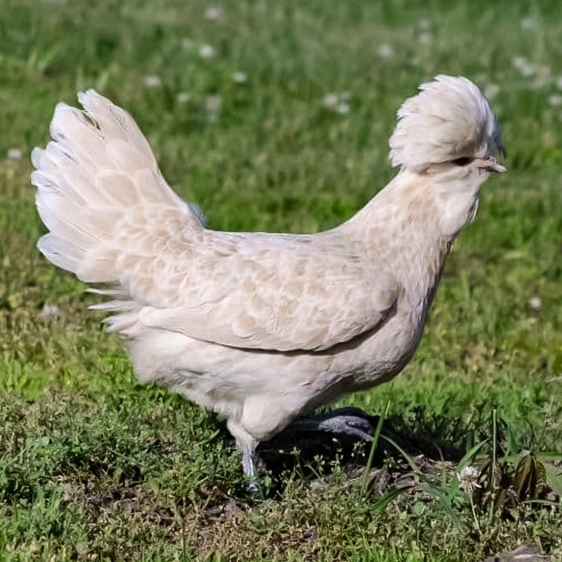 White Polish Chick