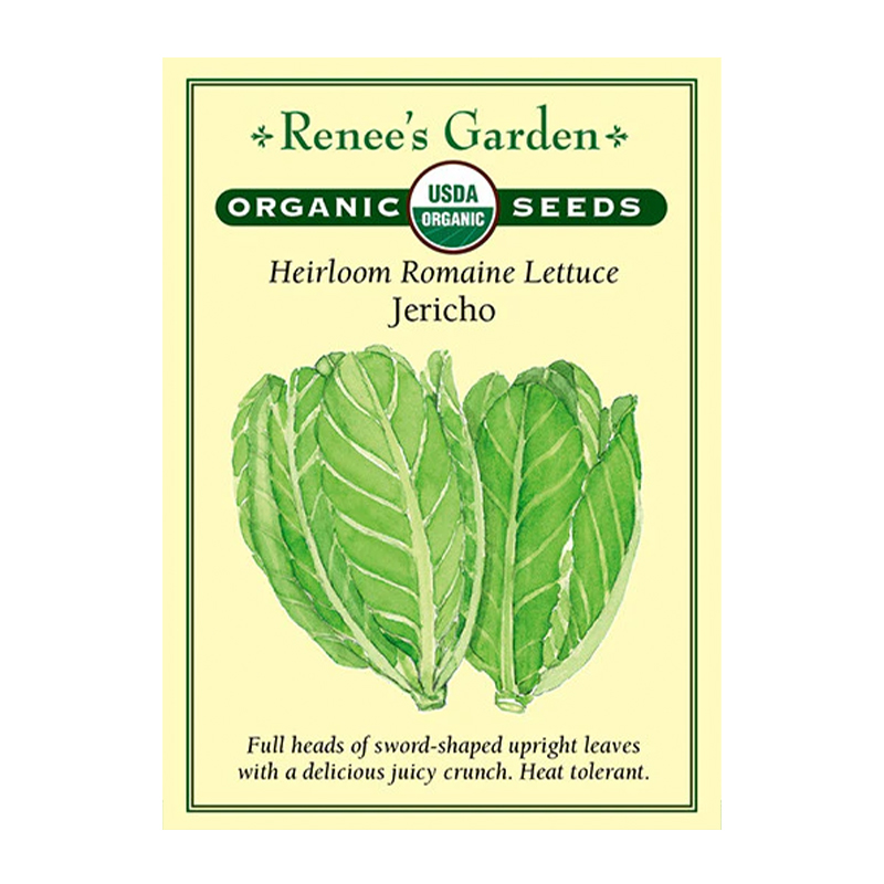 LETTUCE ROMAINE JERICHO ORGANIC