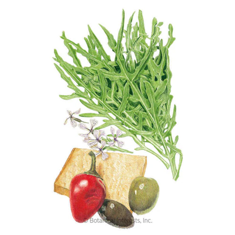 Arugula Wild Rocket Salad Org