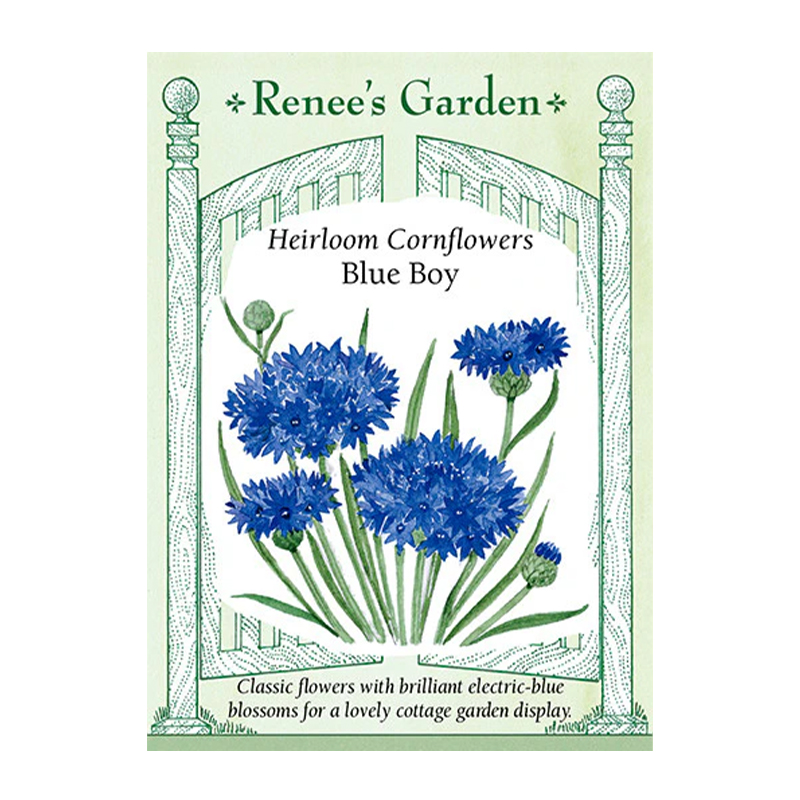 CORNFLOWER BLUE BOY