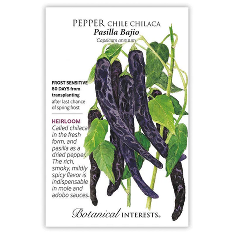 Pepper Chile Pasilla Bajio