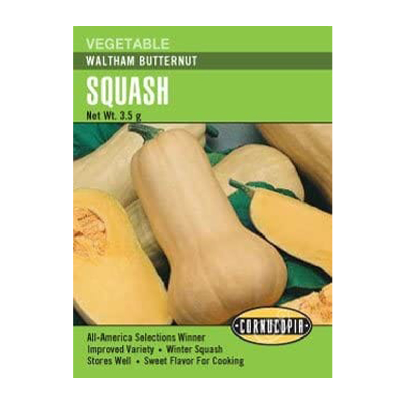 SQUASH WINTER WALTHAM BUTTERNUT