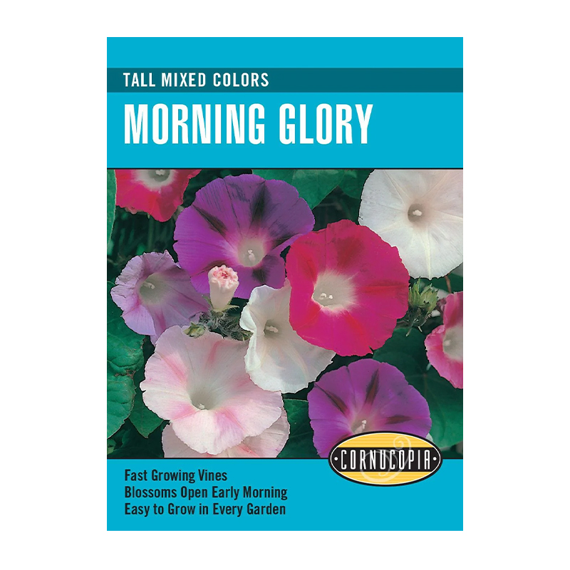 MORNING GLORY TALL MIXED COLORS