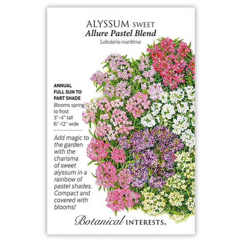 ALYSSUM SWEET ALLURE PASTEL BLND