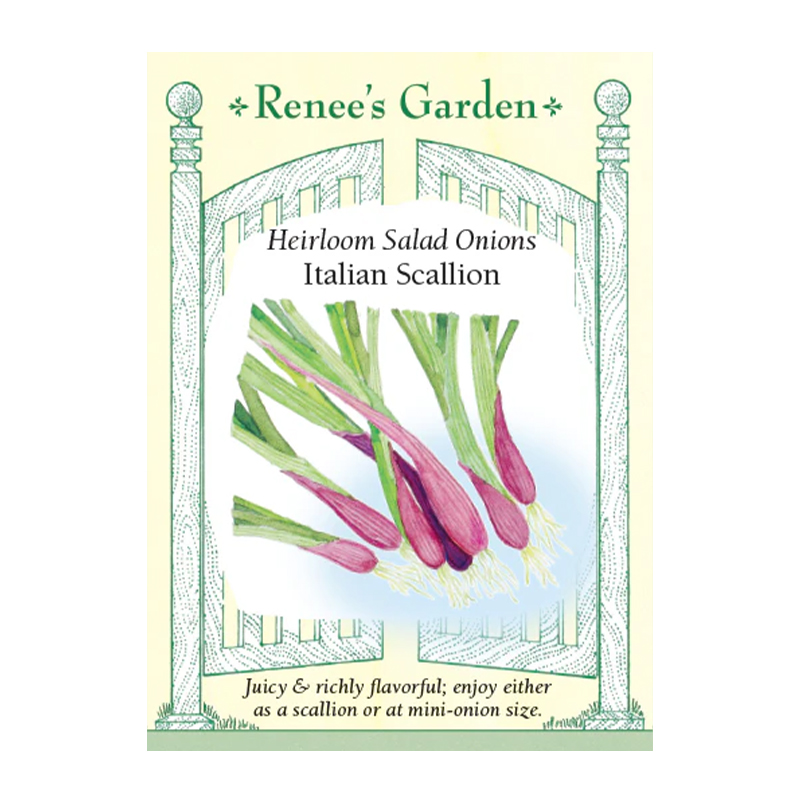 ONION SCALLIONS ITALIAN