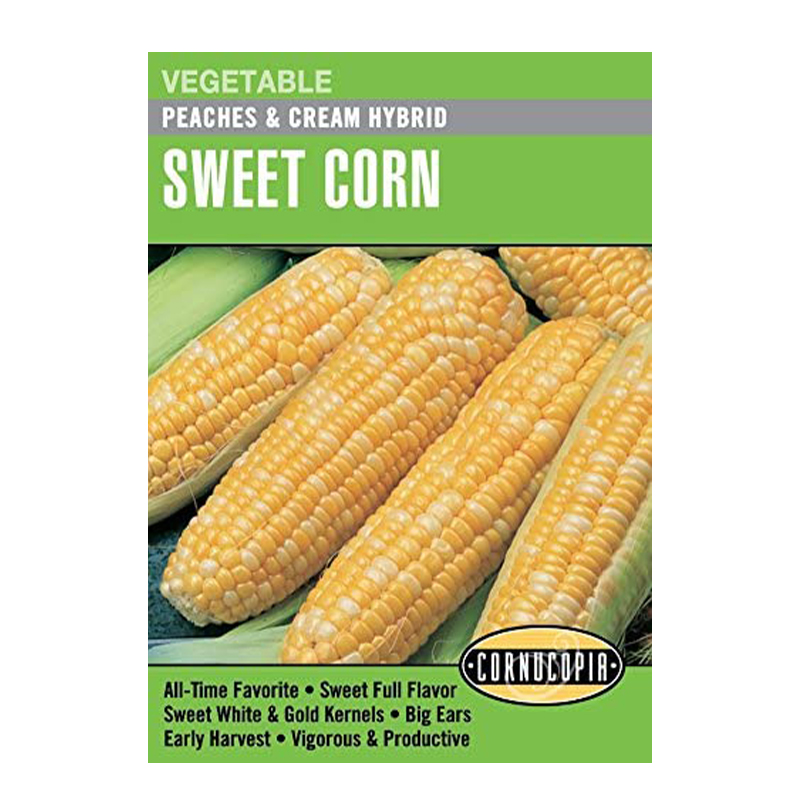 CORN PEACHES & CREAM BICOLOR