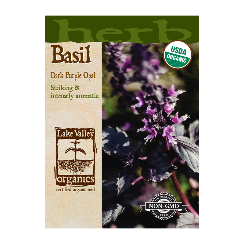 BASIL DARK PURPLE OPAL ORG