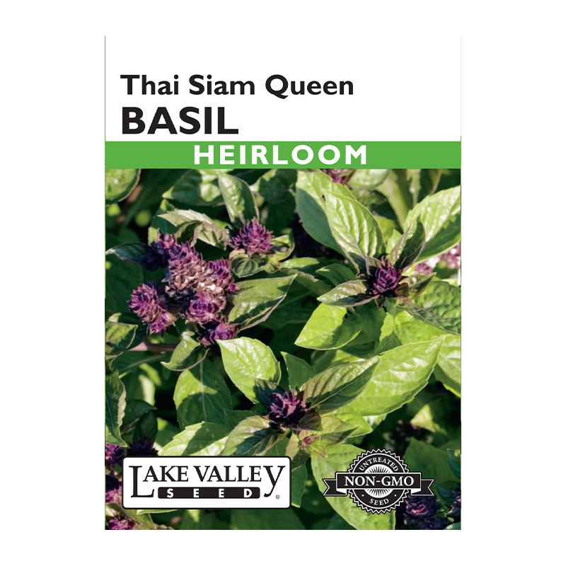 BASIL THAI SIAM QUEEN HEIRLOOM