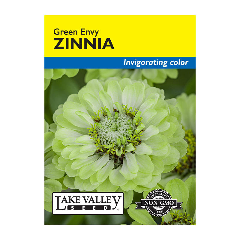 ZINNIA GREEN ENVY