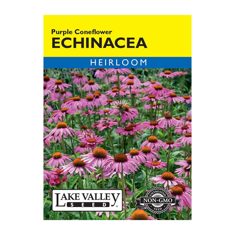 ECHINACEA PURPLE HEIRLOOM