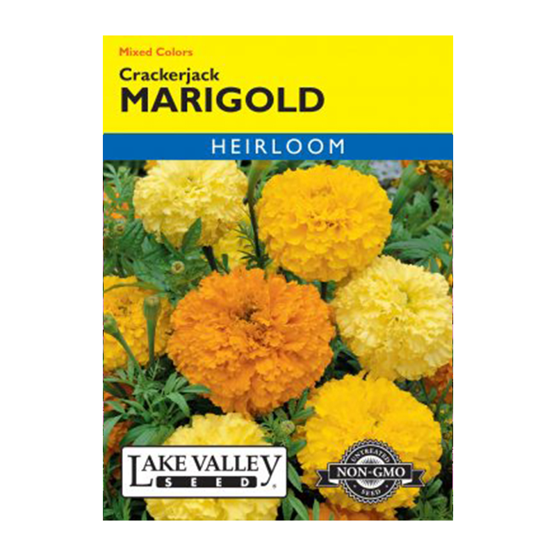 MARIGOLD CRACKERJACK HEIRLOOM