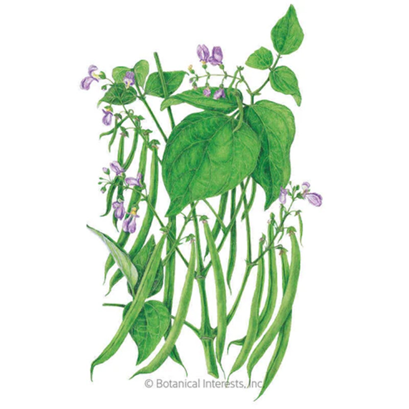 BEAN BUSH BLUE LAKE 274