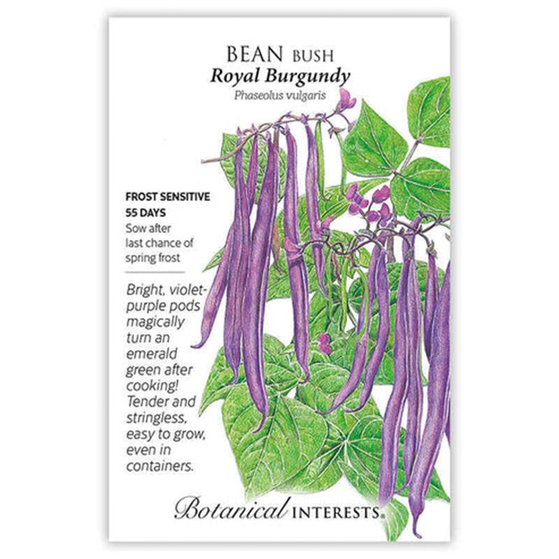 BEAN BUSH ROYAL BURGUNDY